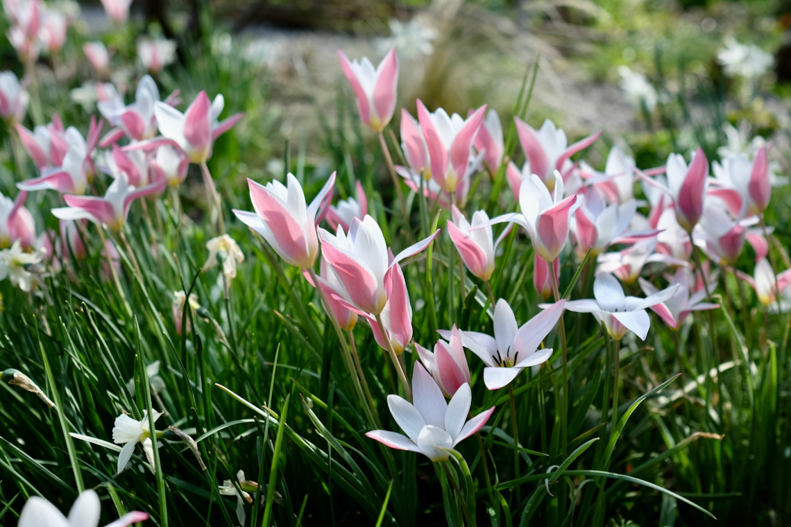 kleines für – Gartengeflüster ein Idyll Blüten Rosa-weisse zarte Lollipops –