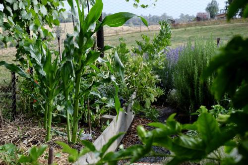 Gartengefluester_blog_vegetable_garden_DSCF9115